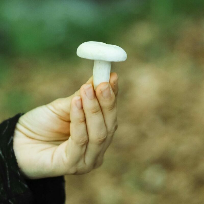 shrooms online in Canada | Micro Zoomiez Canada