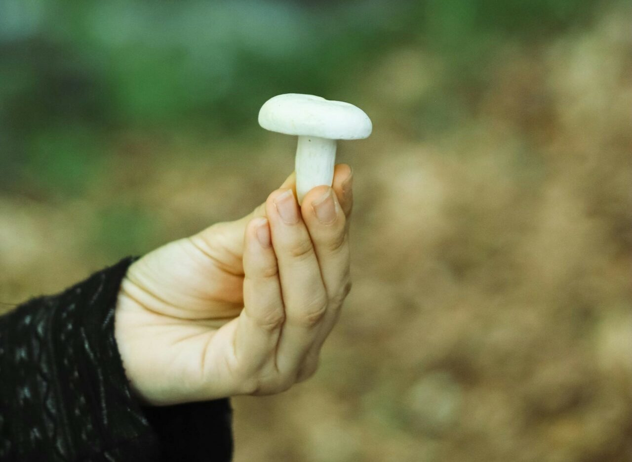 Discover Five Mushroom Types Perfect for Every Psychedelic Enthusiast