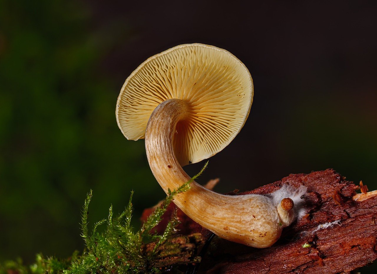 Understanding the Alacabenzi Strain – Essential Knowledge for Users Before Their Initial Dose