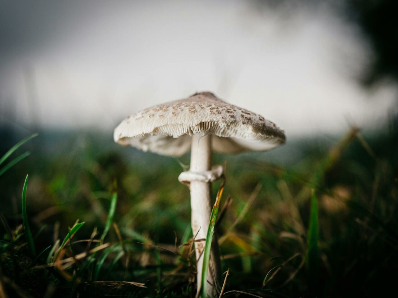 Which Complements Can Enhance Your Experience with White Monster Magic Mushrooms?