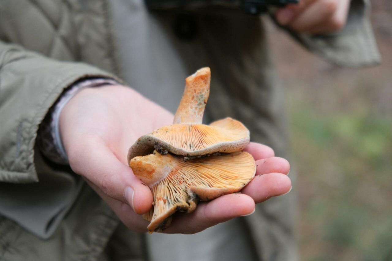 The Reasons I’ll Forever Include Apex Strain Mushroom in My Self-Care Arsenal