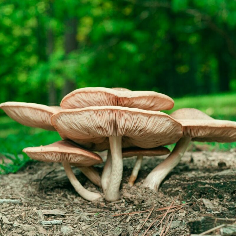 Big Daddy Mushroom | Micro Zoomiez Canada