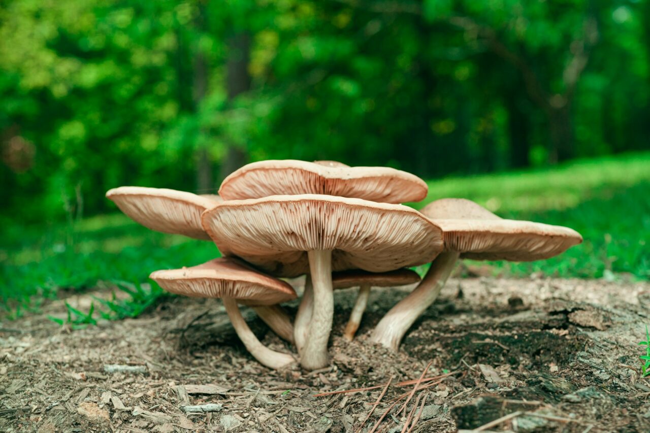 Sampled the Big Daddy Mushroom during a Hike – Highly Recommended, would definitely repeat.