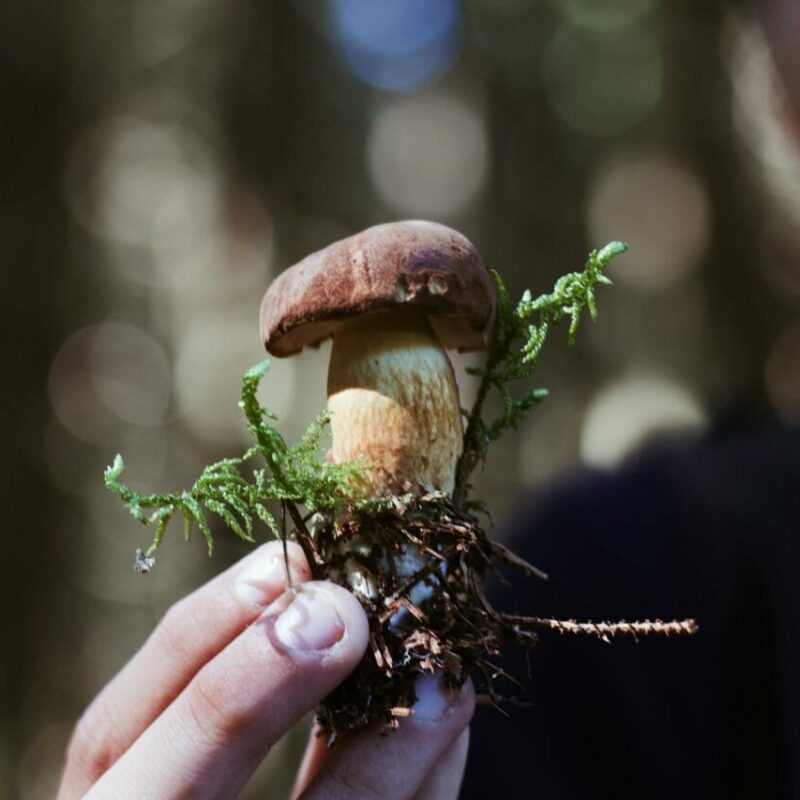 Buy Shrooms | Micro Zoomiez Canada