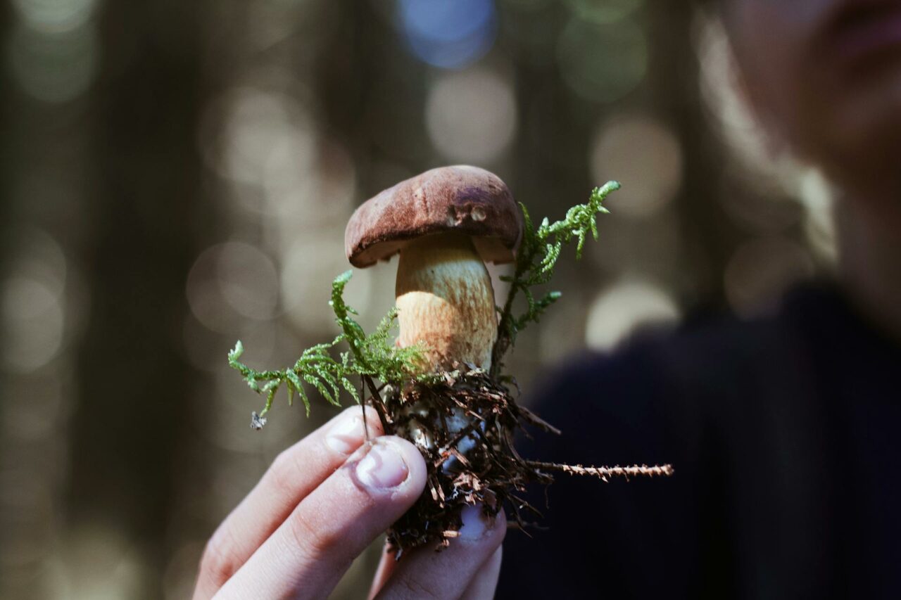 Considering Purchasing Shrooms Online? A Retiree Wishes He Had Utilized Psilocybin 45 Years Earlier