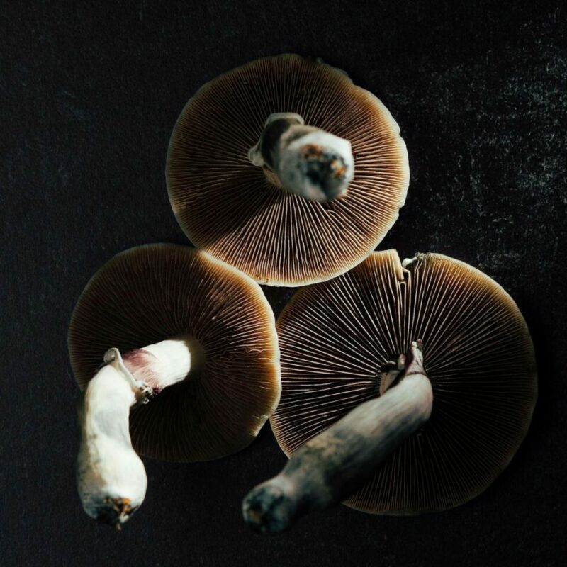 Magic Mushroom Canada | Micro Zoomiez Canada