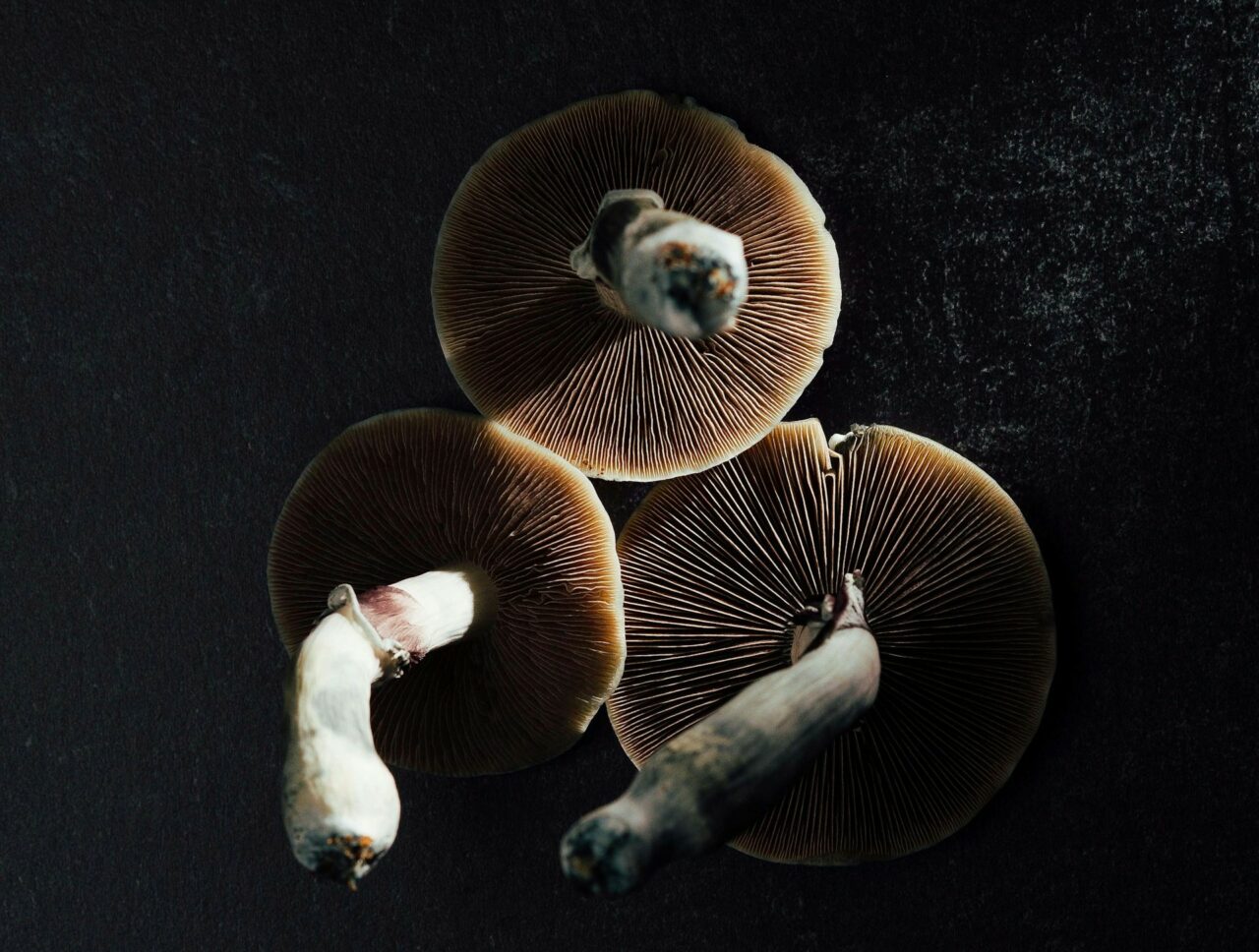 Magic Mushroom Canada – Experts Discuss Why Natural Psilocybin has a Stronger Impact Than Its Laboratory-Produced Counterpart