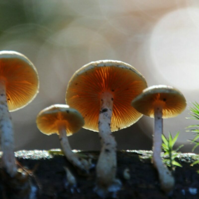 Magic Mushroom Delivery | Micro Zoomiez Canada