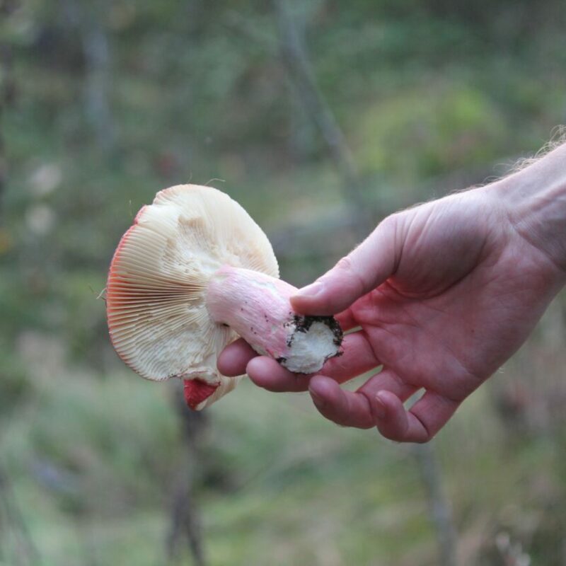 Magic Mushroom Delivery | Micro Zoomiez Canada