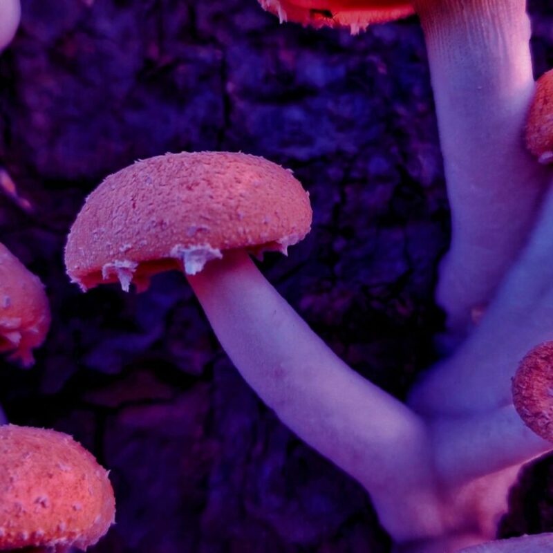 Mushroom Dispensary | Micro Zoomiez Canada