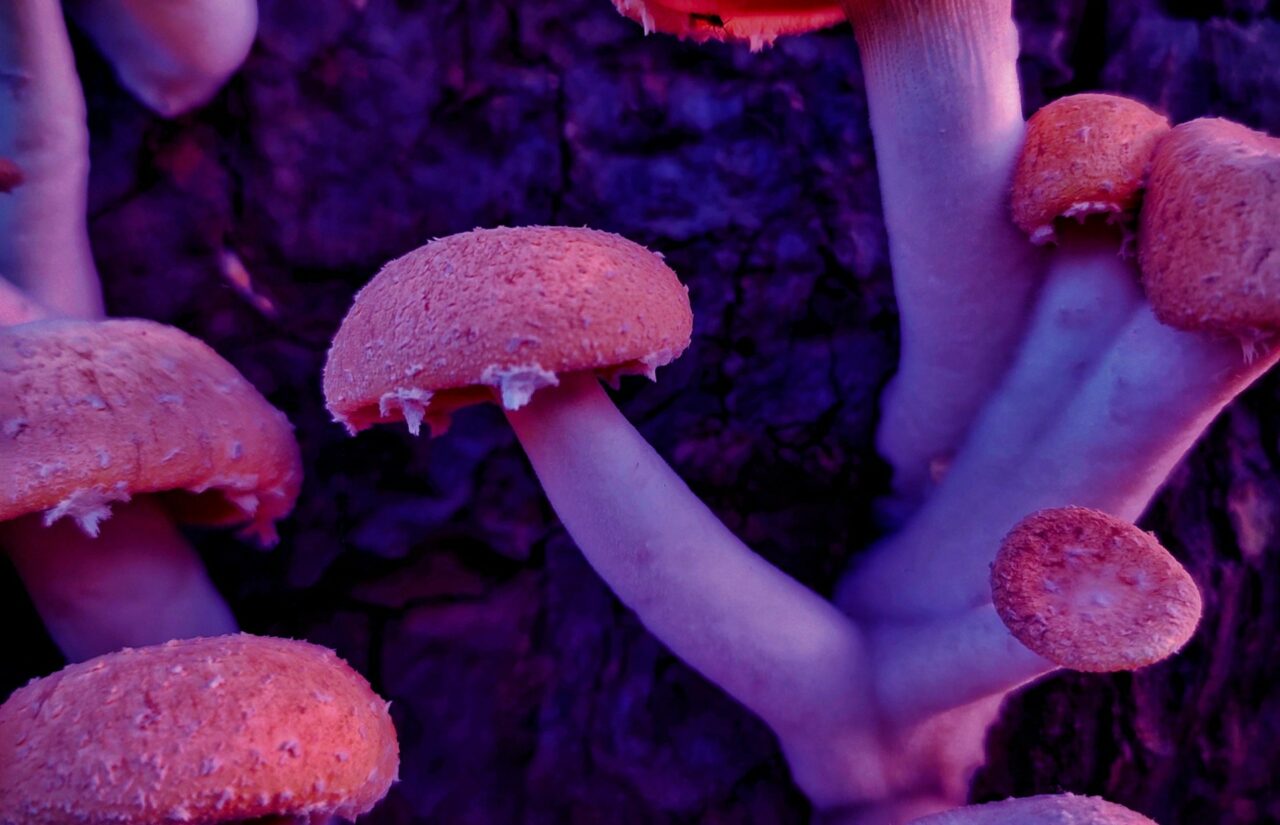 How Psilocybin Sourced from Mushroom Dispensaries Could Reframe the Mindsets of Individuals Burdened by HIV-Related Guilt