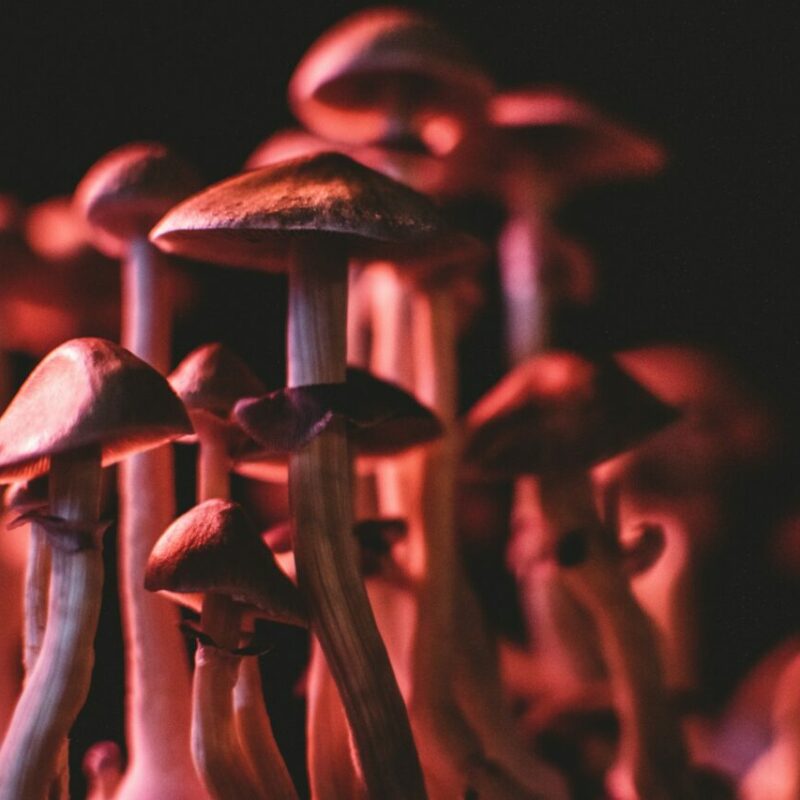 Shrooms Canada | Micro Zoomiez Canada