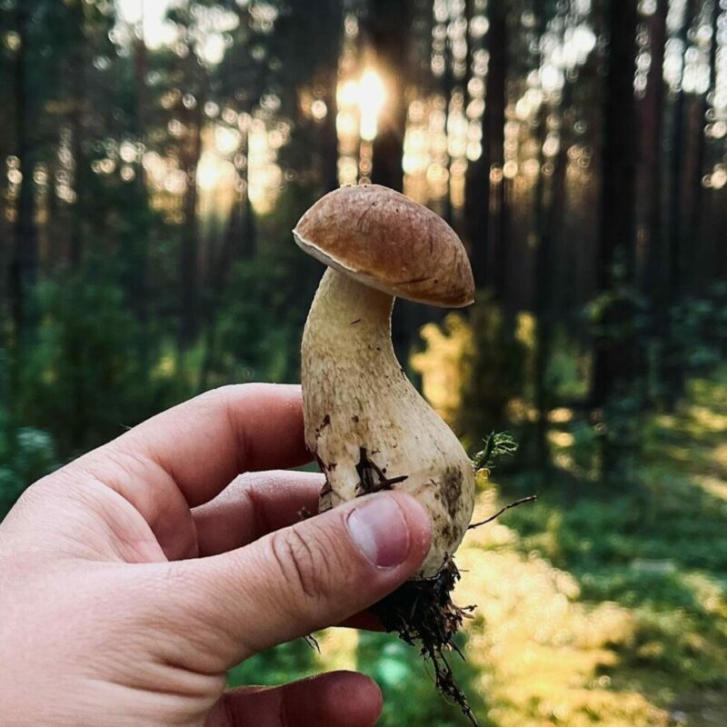 Shrooms Delivery Canada | Micro Zoomiez Canada