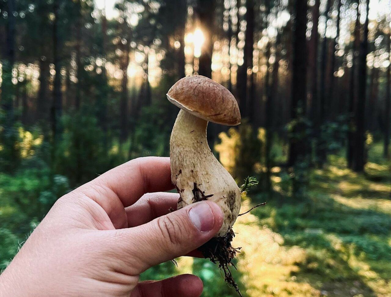 Discover If Psilocybin Surpasses Escitalopram/Esketamine with ShroomsDeliveryCanada