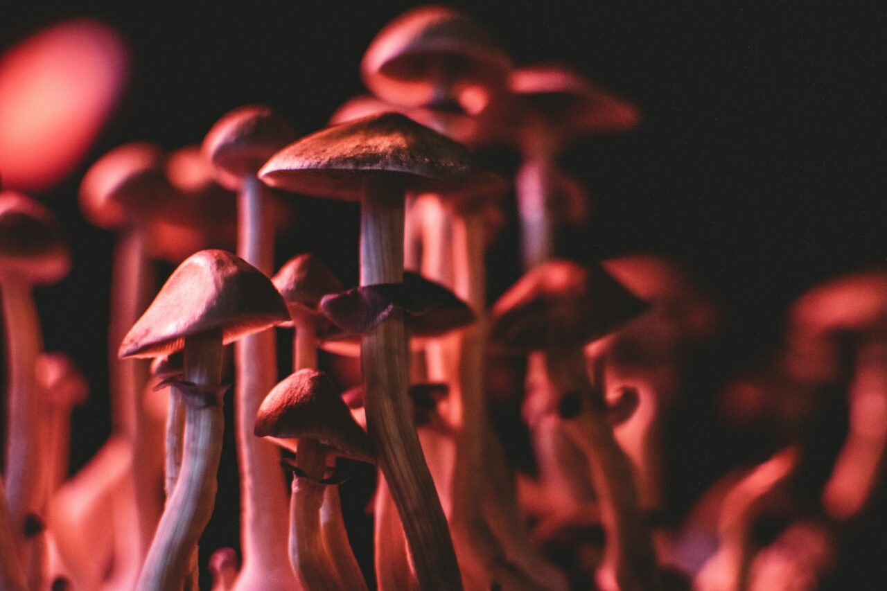 How I Successfully Purchased Psychedelics Online (And Evaded Fraudulent Offers)